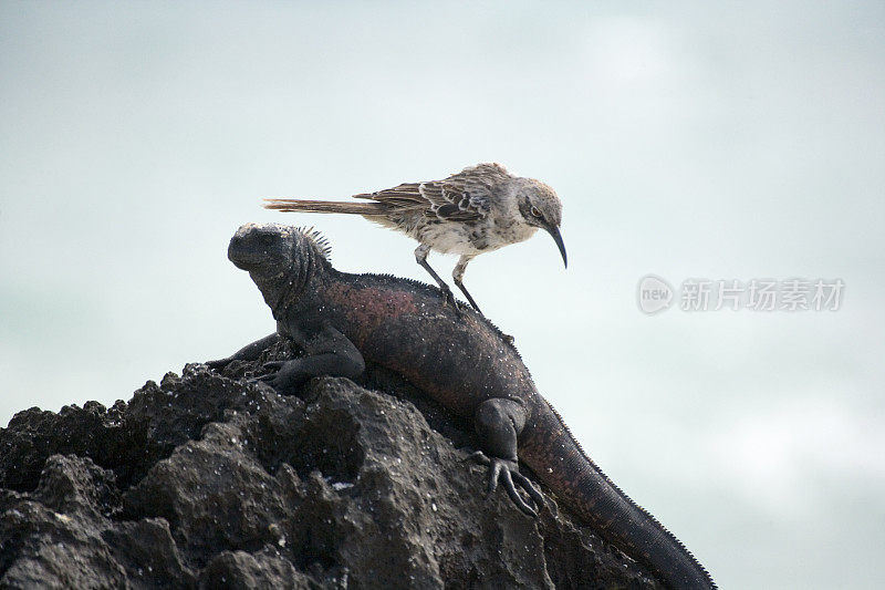 成年海鬣蜥(Amblyrhyncus cristatus)和加拉帕戈斯群岛嘲鸫(Nesomimus)